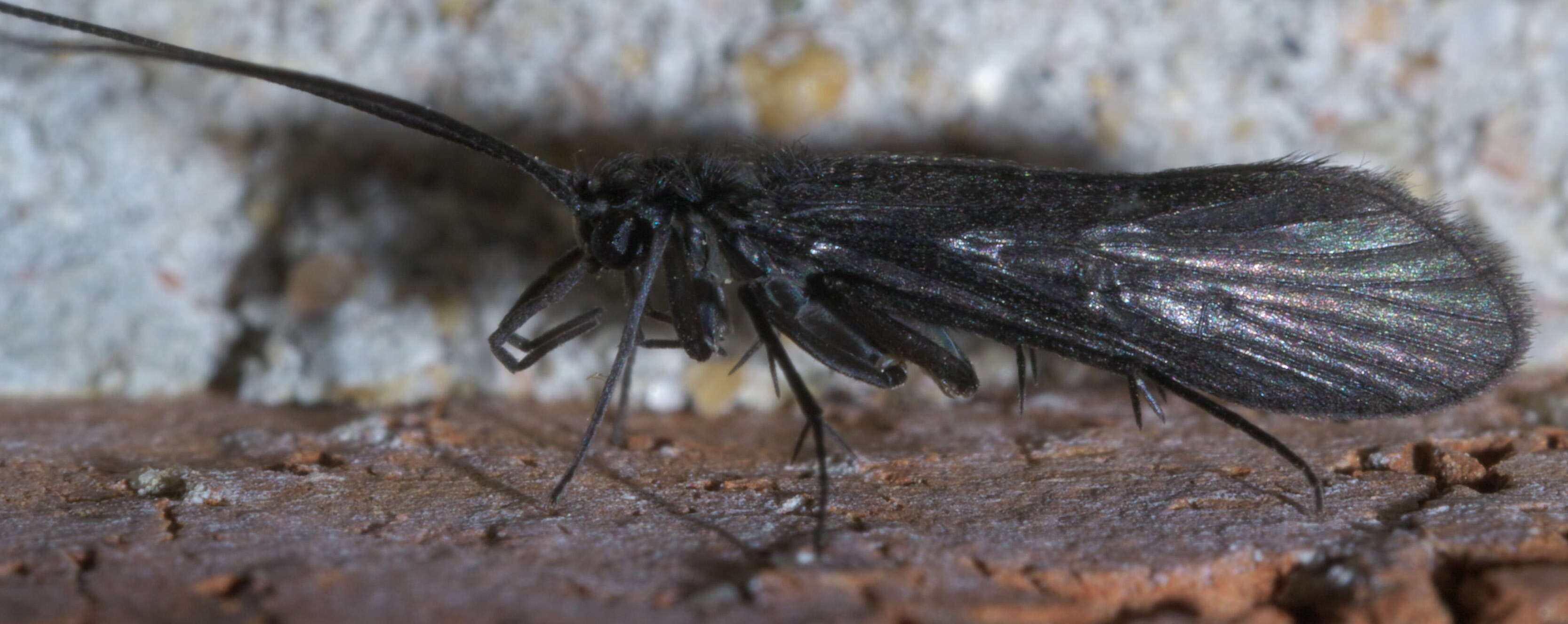 Image of Little Black Caddisflies