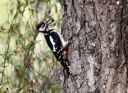 Image of Great Spotted Woodpecker