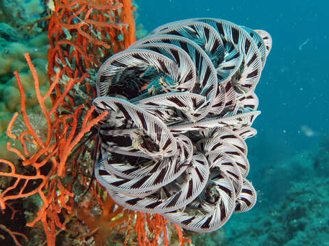 Image of Strong arm crinoid