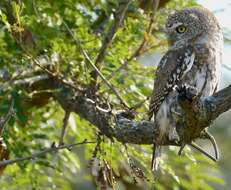 Image of Pearl-spotted Owlet