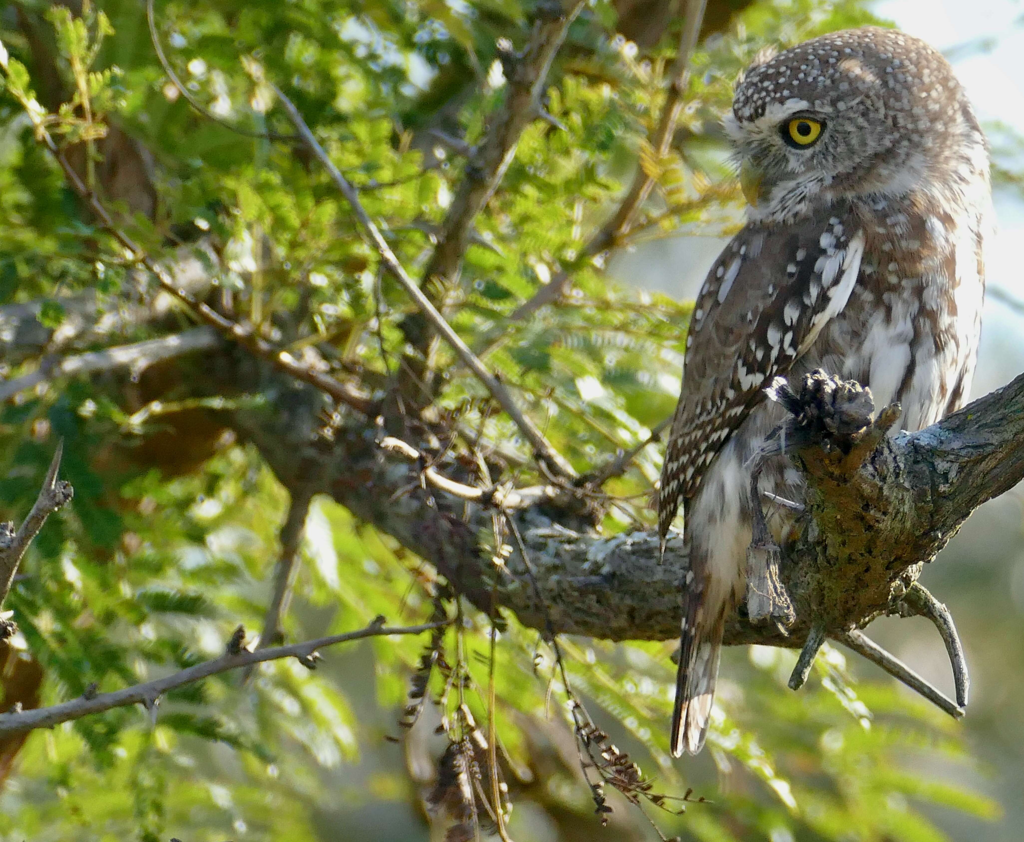 صورة Glaucidium perlatum (Vieillot 1817)