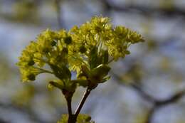 Image of Norway Maple