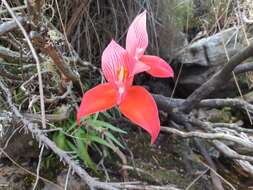 Image of Red Disa