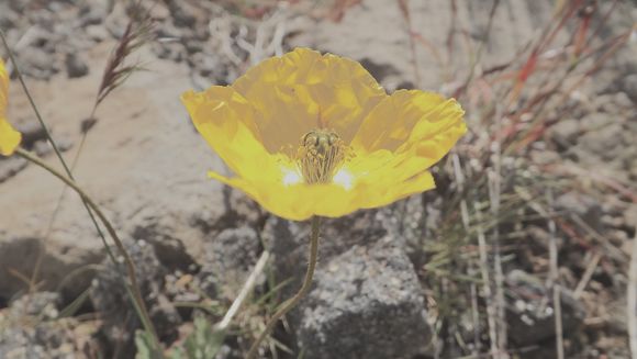 Image of <i>Papaver nudicaule americanum</i>