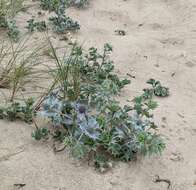 Eryngium maritimum L. resmi