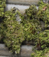 Image of <i>Metzgeria furcata</i>