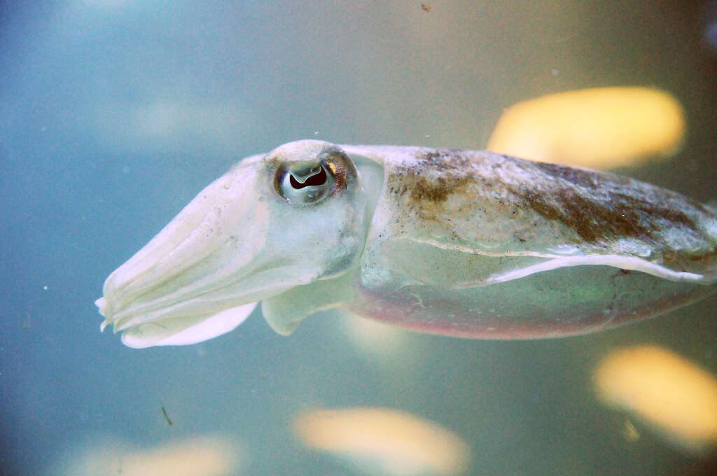 Image of Golden cuttlefish