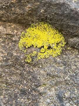 Image of lemon lichen