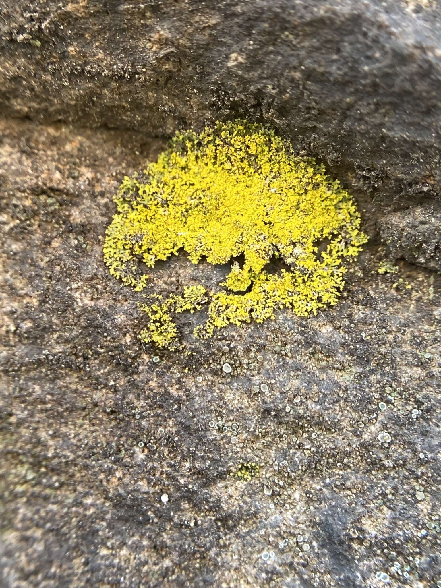 Image of lemon lichen