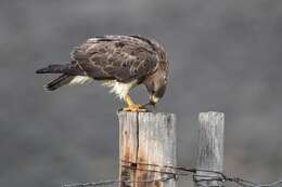 Image of Red-tailed Hawk