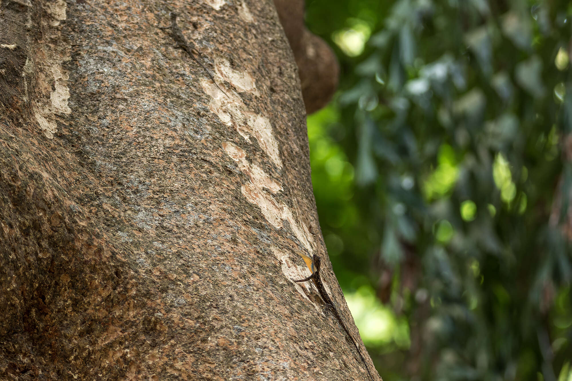 Image of Asian Gliding Lizard