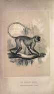 Image of Northern plains gray langur