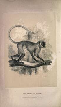 Слика од Semnopithecus entellus (Dufresne 1797)