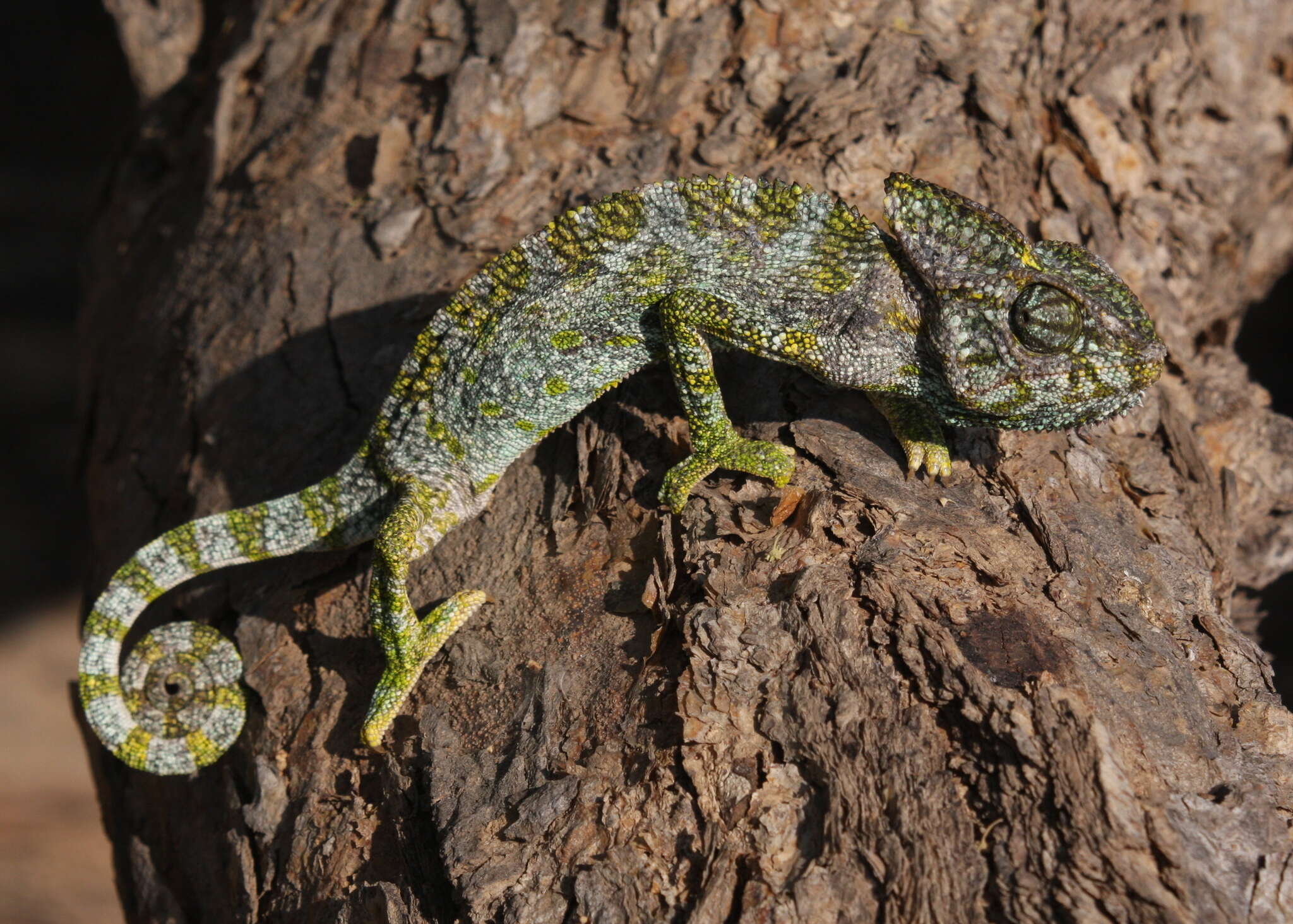 Image of Arabian Chameleon