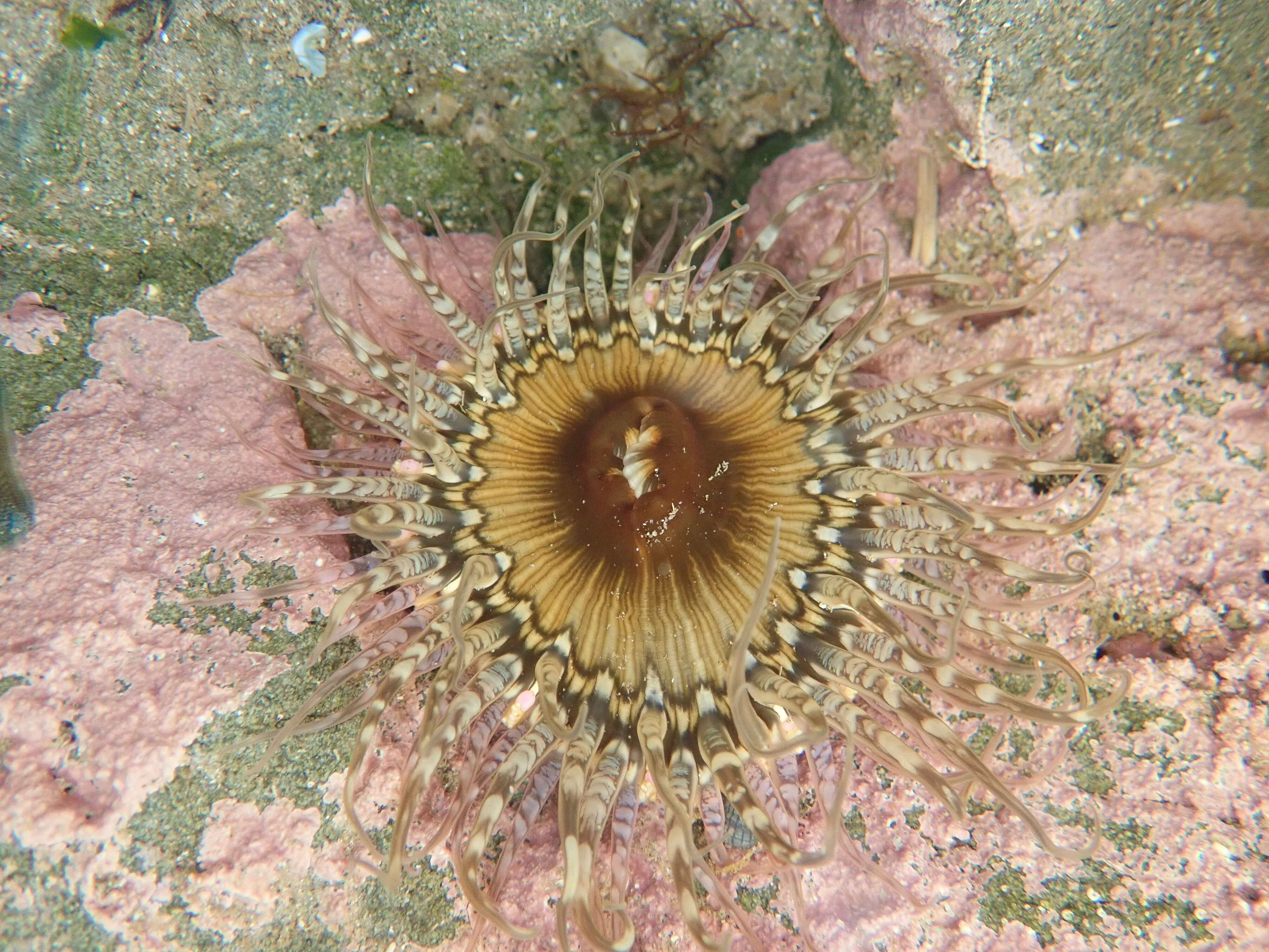 Image of Sand anemone