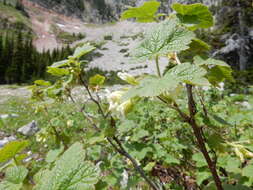 Image of sticky currant