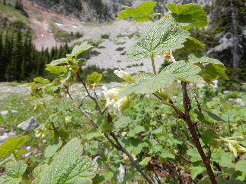 Image of sticky currant