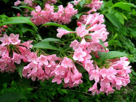 Image of Weigela hortensis (Sieb. & Zucc.) K. Koch