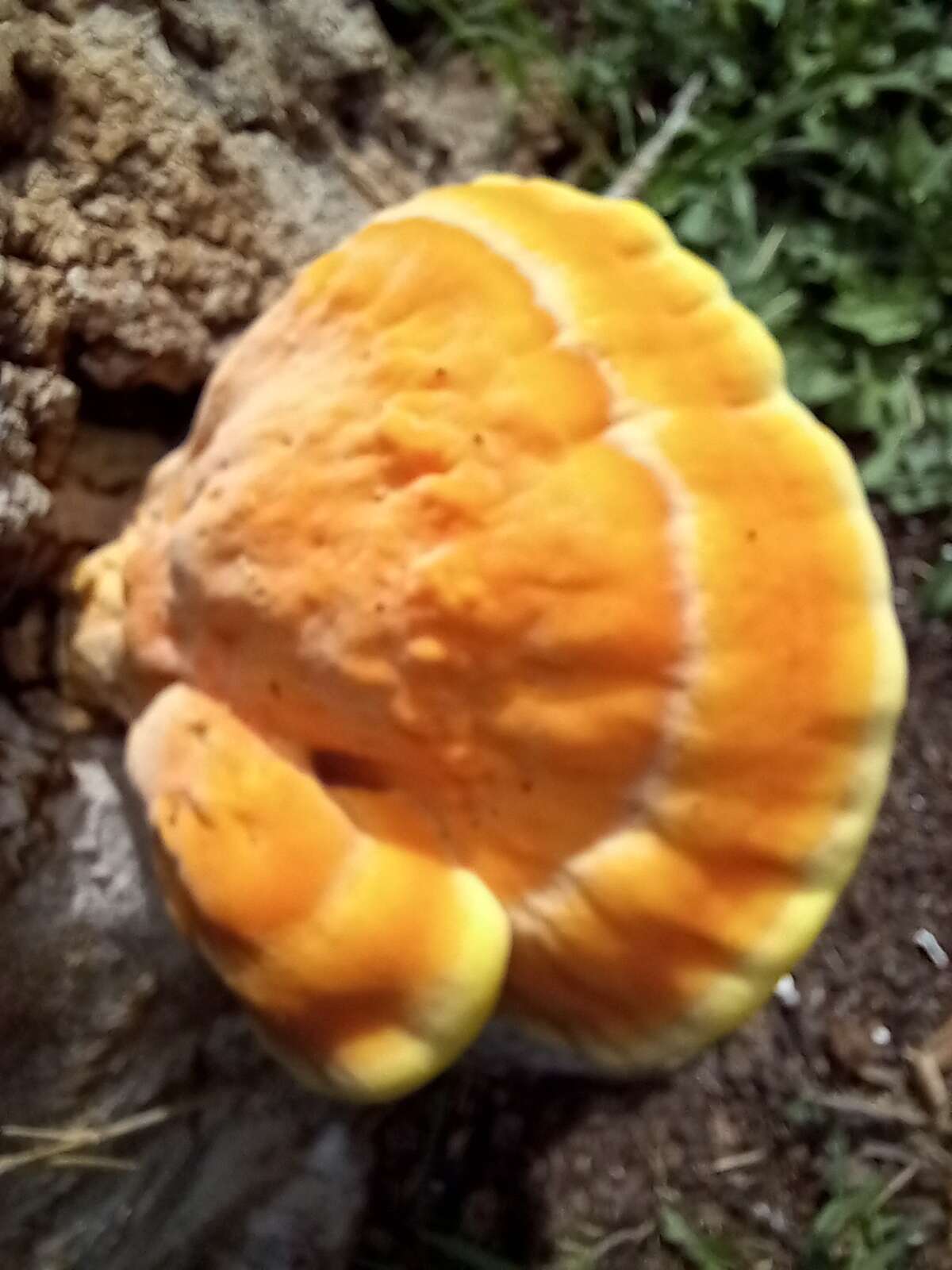 Image de Polypore soufré