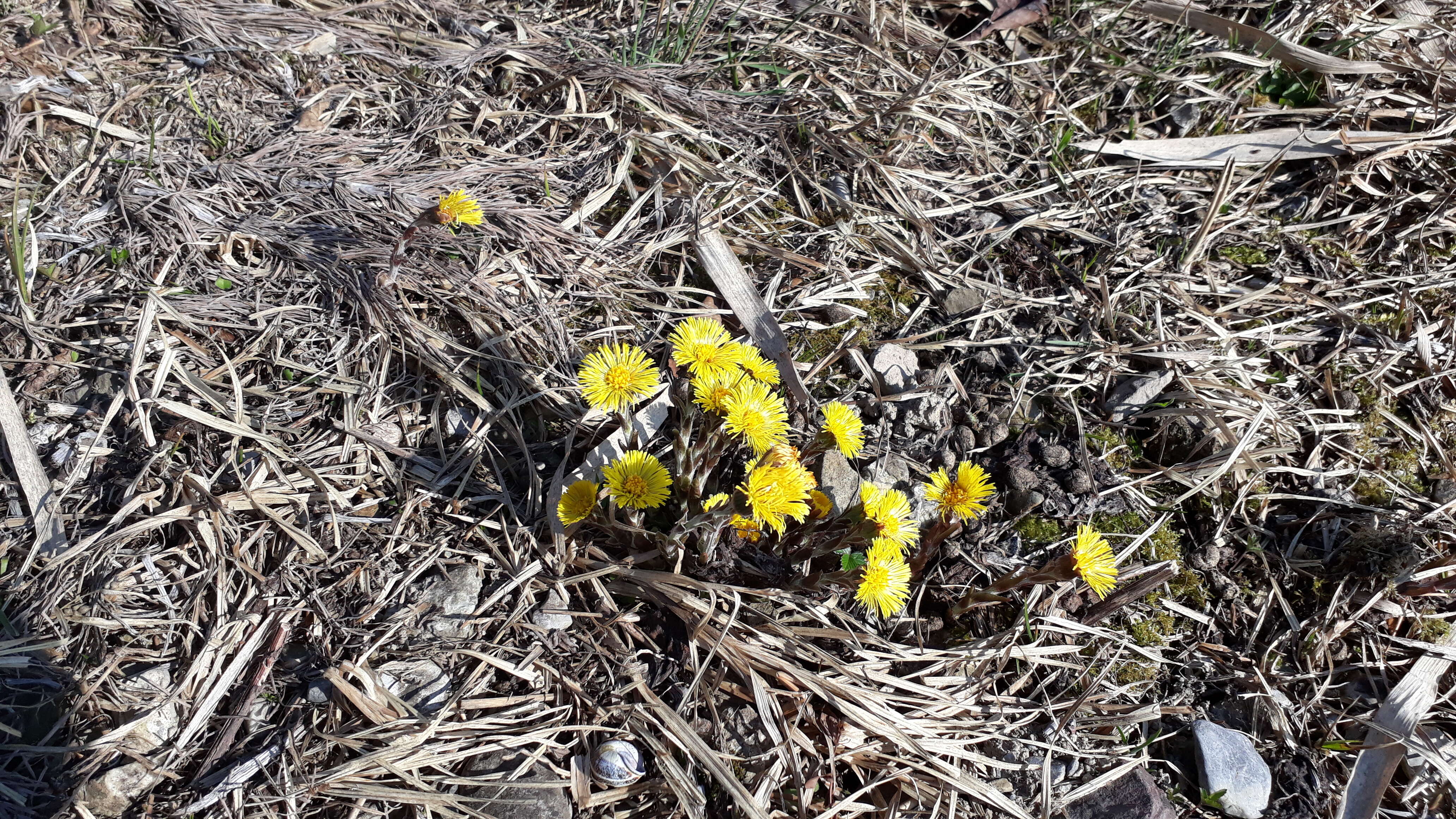 Image of coltsfoot