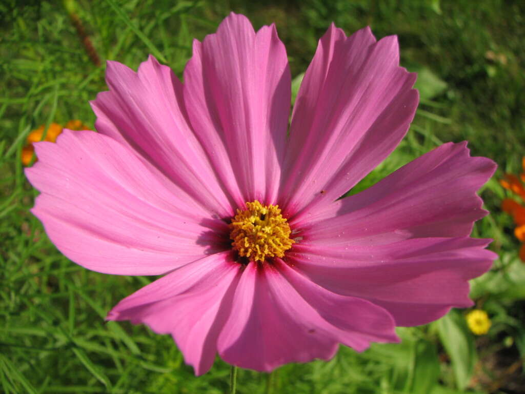 Image of garden cosmos