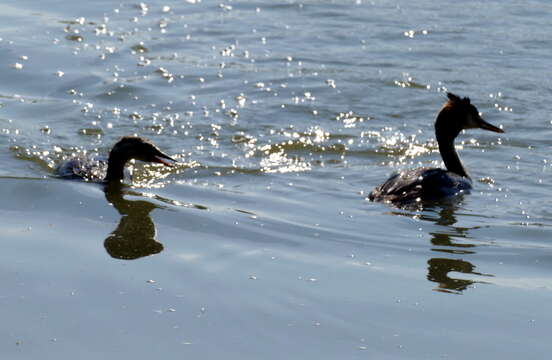 Image of Podiceps Latham 1787