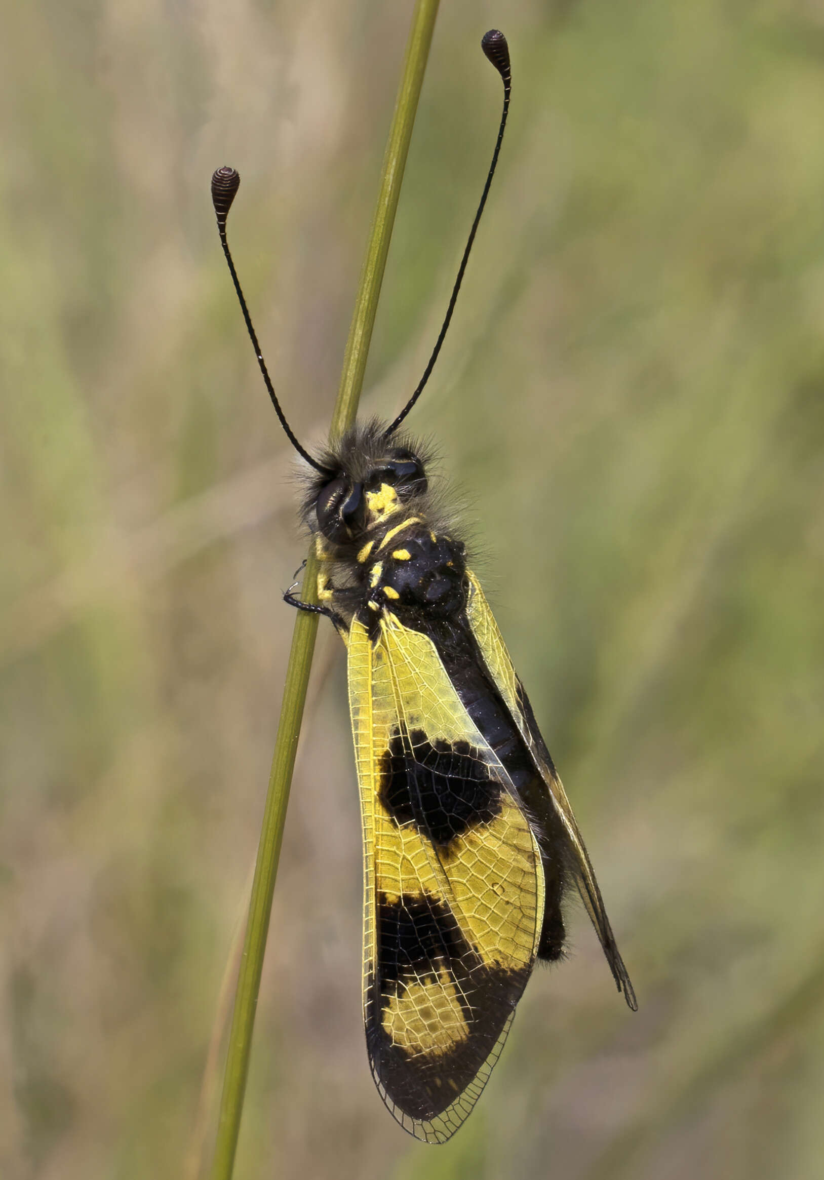 Sivun Libelloides macaronius (Scopoli 1763) kuva