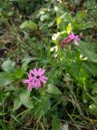 Image of red catchfly