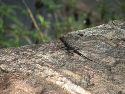 Image of Rock Dragon