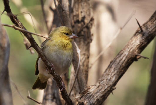 Image of African Masked Weaver