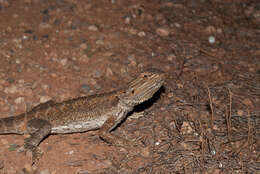 Plancia ëd Pogona vitticeps (Ahl 1926)