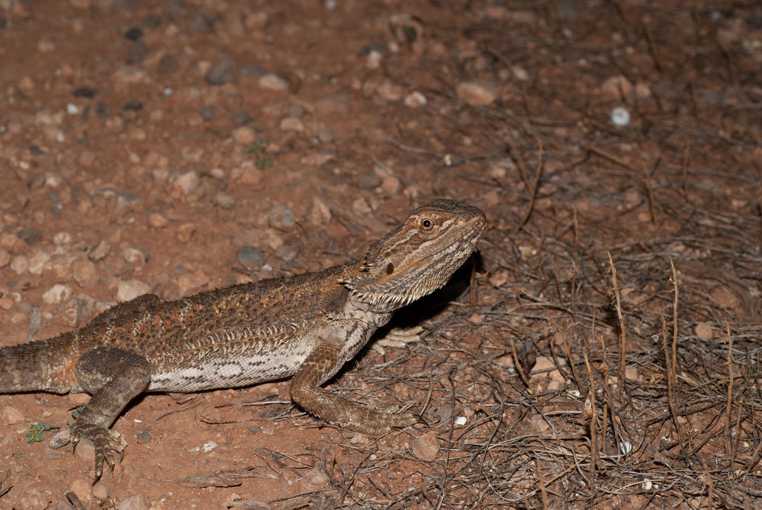 Plancia ëd Pogona vitticeps (Ahl 1926)