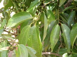 Imagem de Cinnamomum verum J. S. Presl