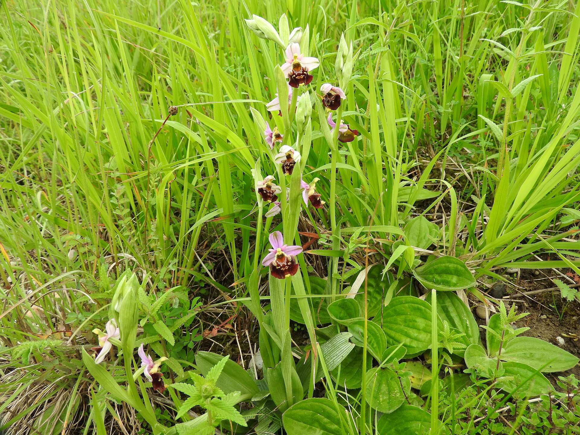 Image of Ophrys holosericea