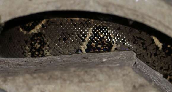 Image of Central American Boa