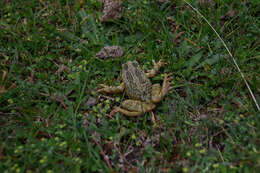 Image de Gastrotheca peruana (Boulenger 1900)