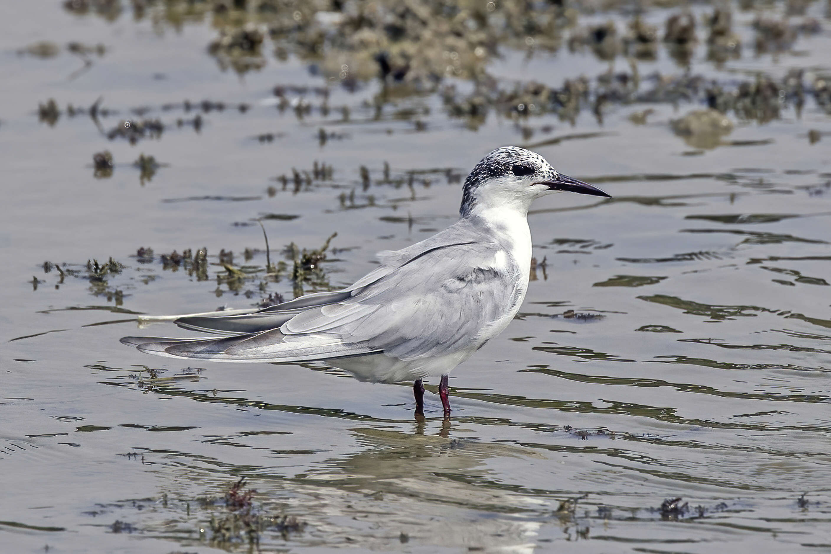 Image of Whiskered Tern