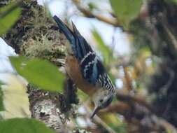 Image of Beautiful Nuthatch