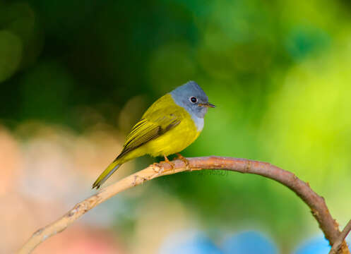 Image of Canary-flycatcher