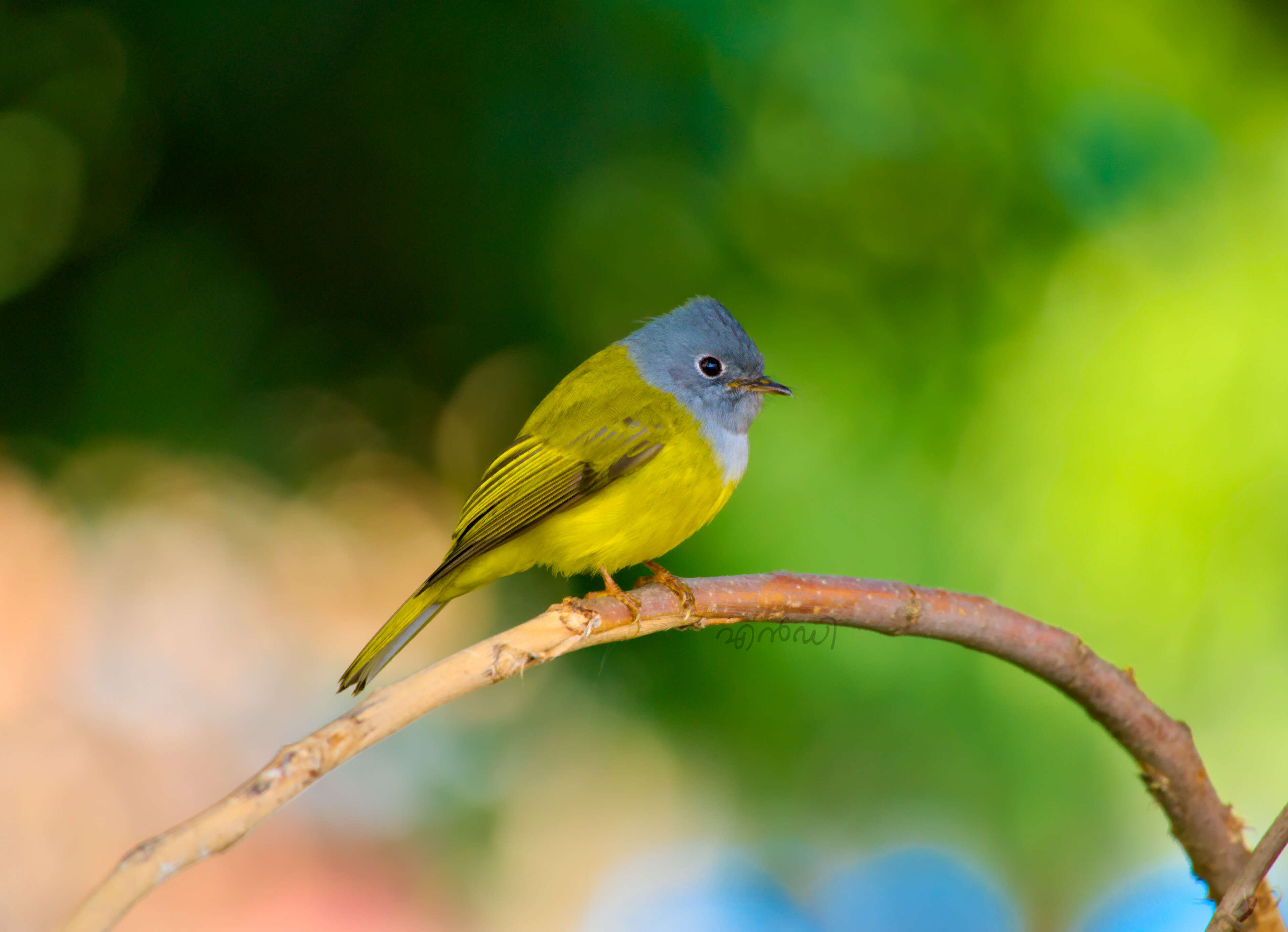 Image of Canary-flycatcher