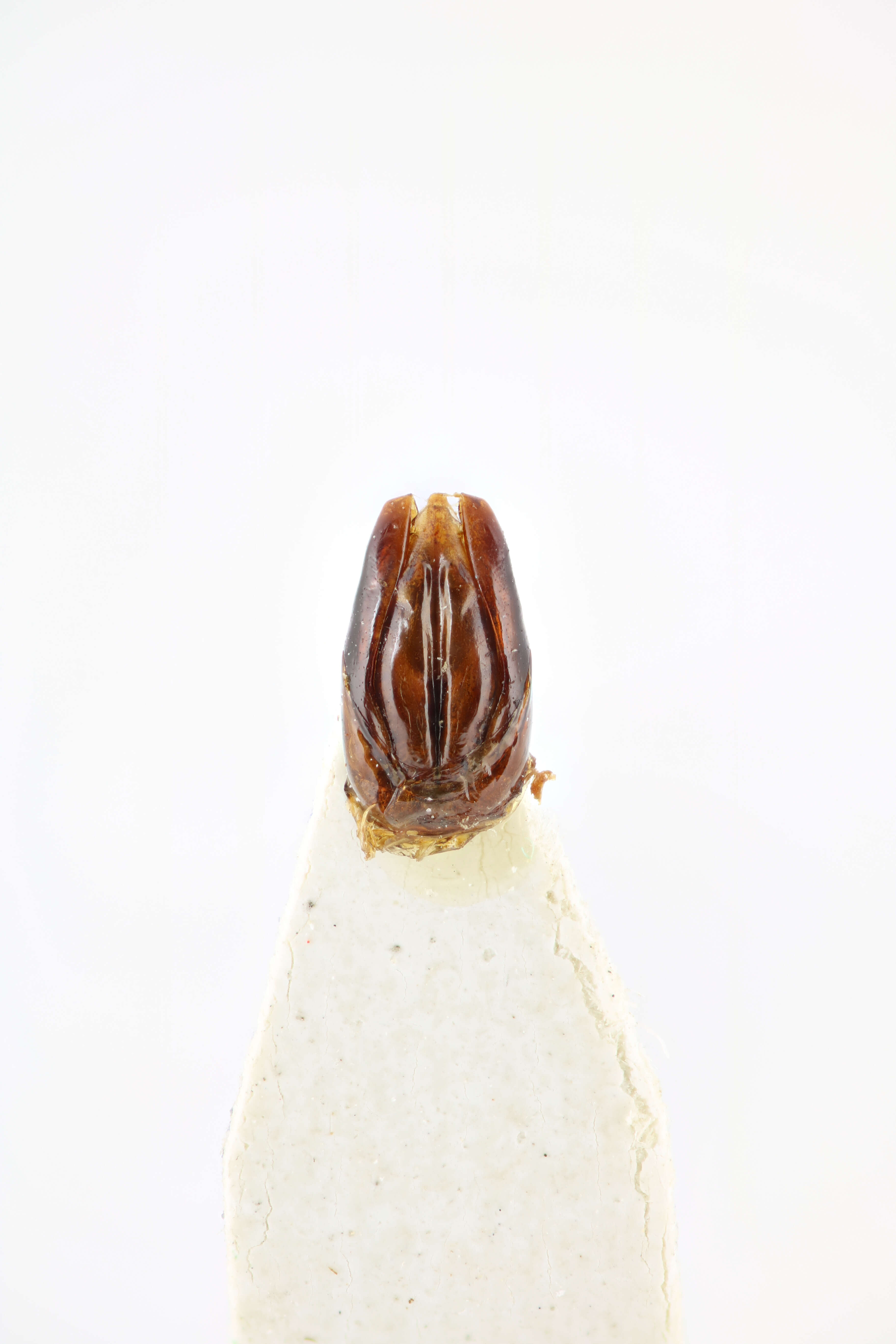 Image of Hastate Hide Beetles