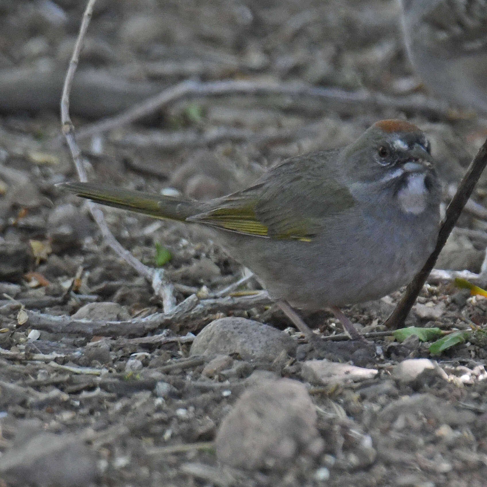 Слика од Pipilo chlorurus (Audubon 1839)