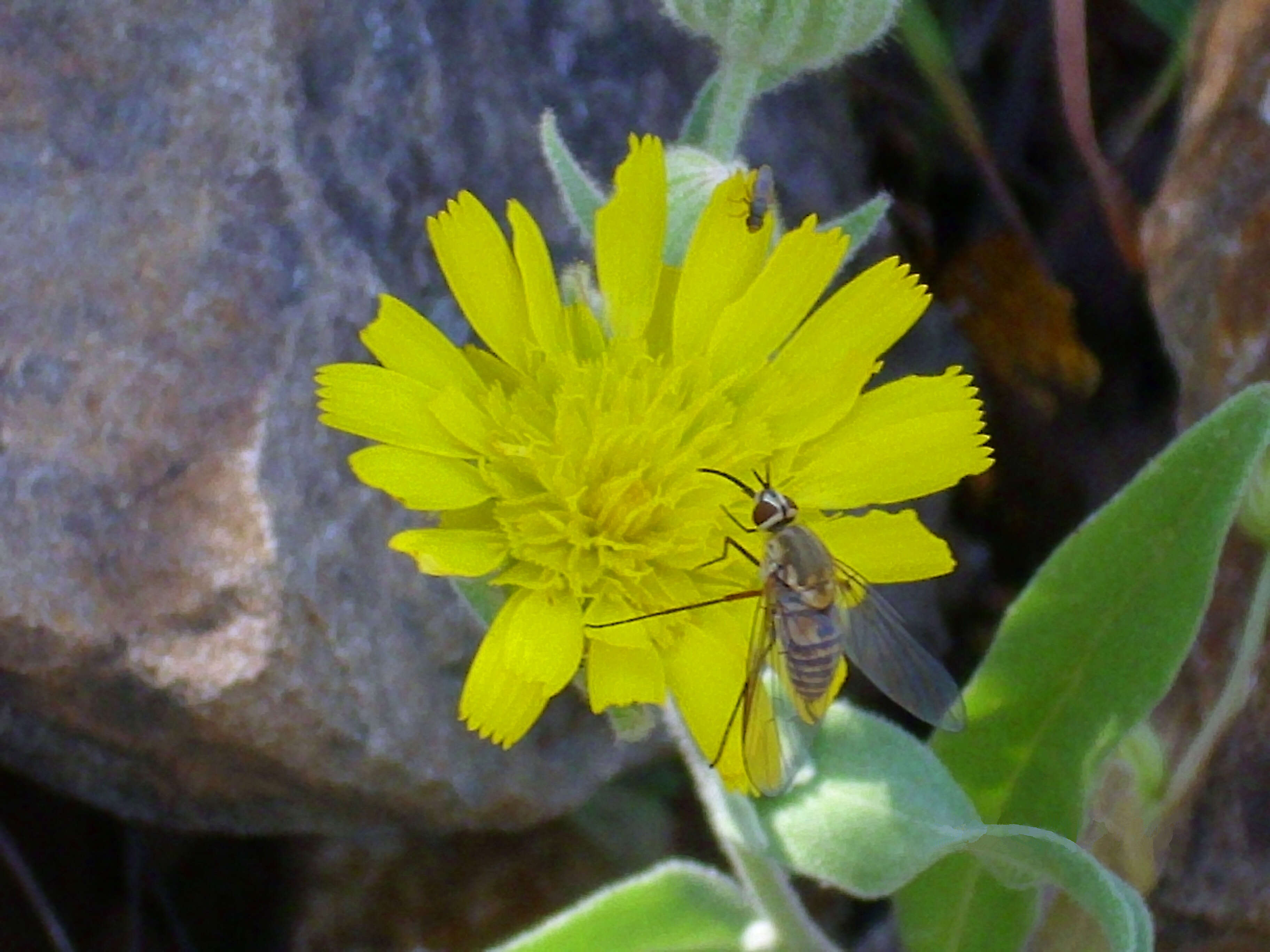 Image of Andryala integrifolia L.