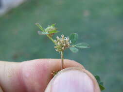 Image de Trifolium glomeratum L.