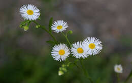 Image of eastern daisy fleabane