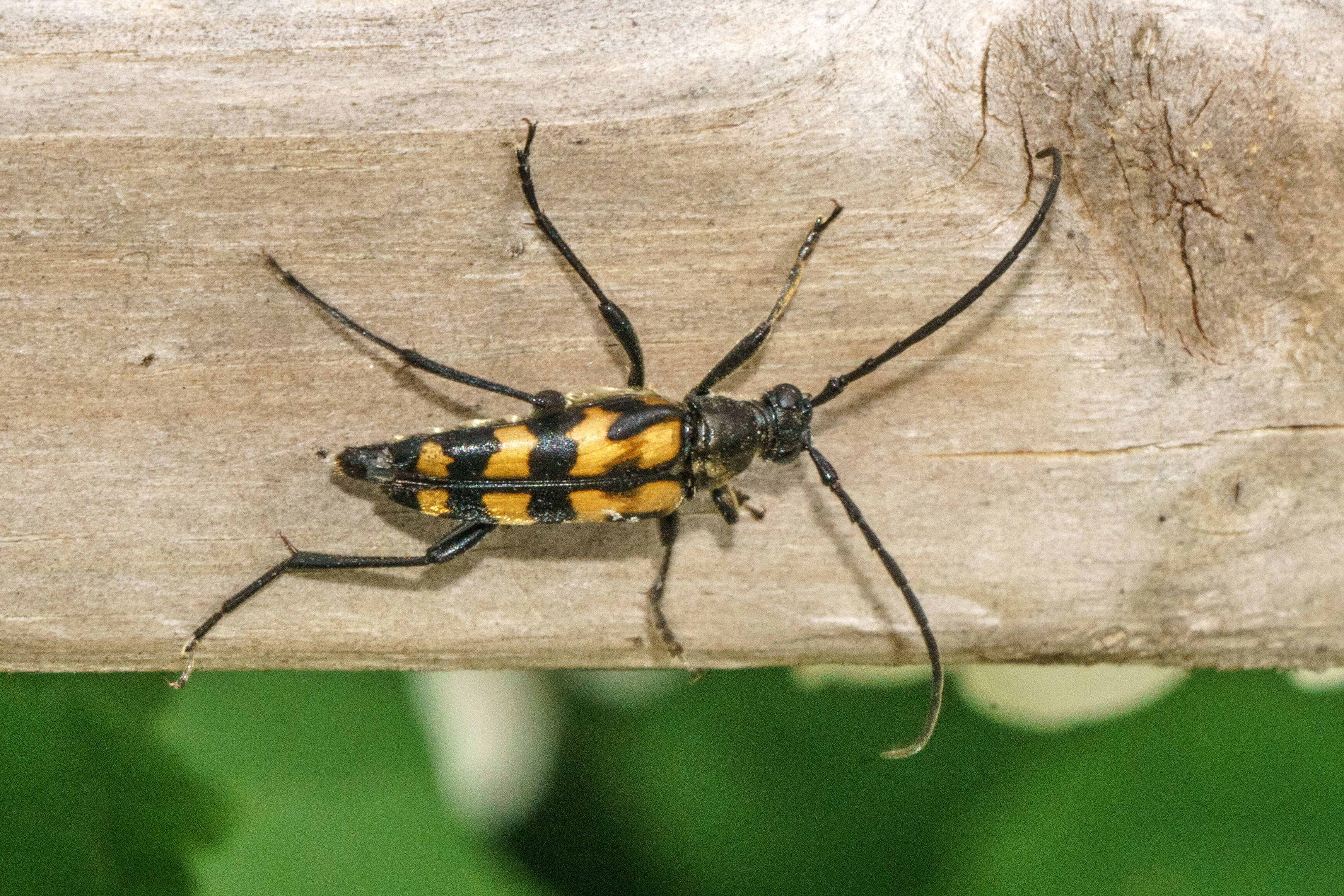 Image of Leptura quadrifasciata Linné 1758