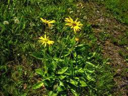 Image of mountain arnica