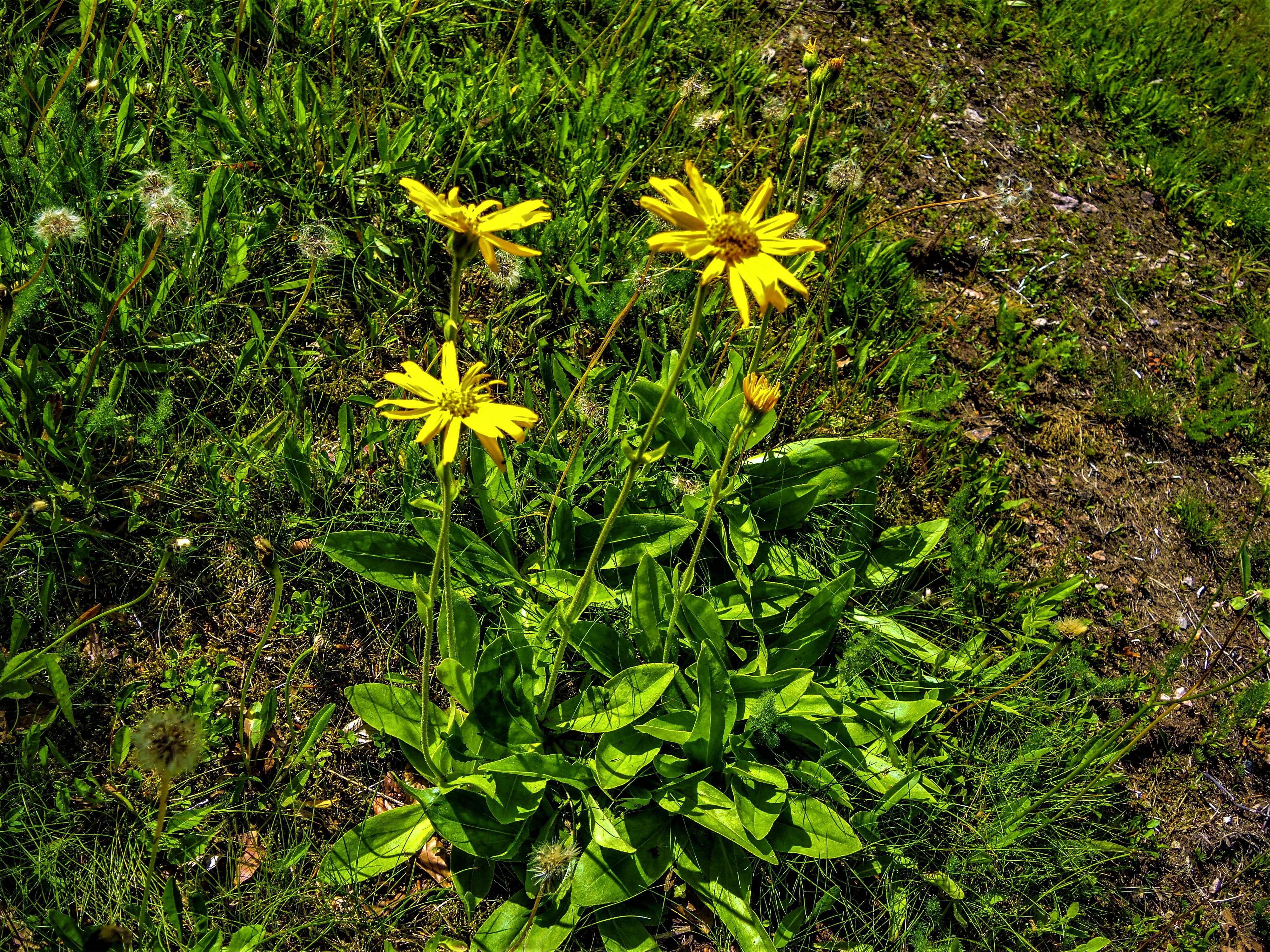 Image of mountain arnica