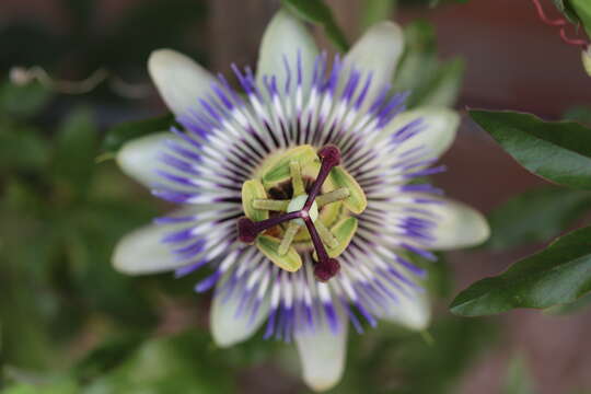 Image de Passiflora caerulea L.