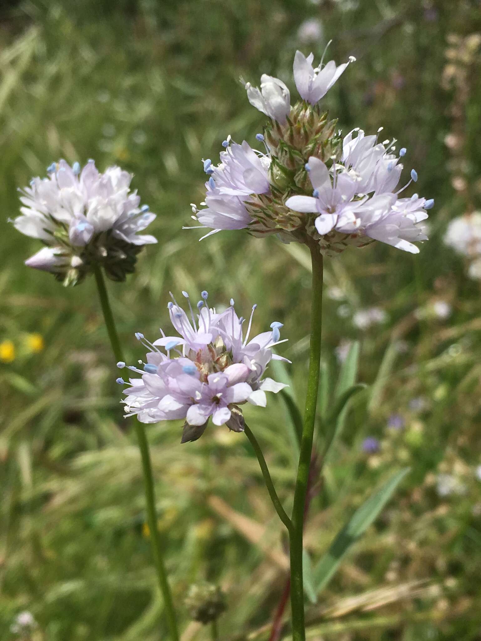 Image of bluehead gilia